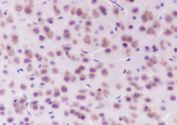Eef1g Recombinant Rabbit Monoclonal Antibody