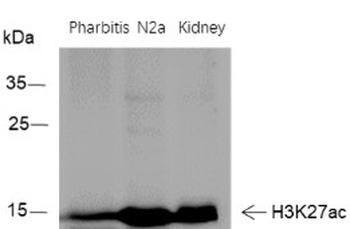 Acetyl-Histone H3 (Lys27) Rabbit Polyclonal Antibody