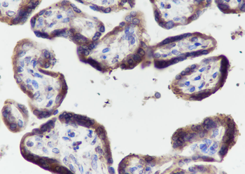 PTGER2 Recombinant Rabbit Monoclonal Antibody
