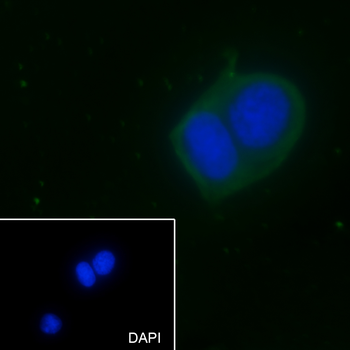 EEF1A1 Recombinant Mouse Monoclonal Antibody