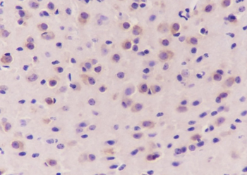 EEF1A1 Recombinant Mouse Monoclonal Antibody