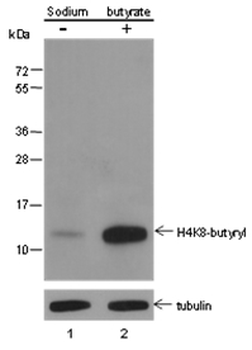 Butyryl-Histone H4 (Lys8) Rabbit Polyclonal Antibody