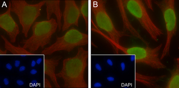 Butyryl-Histone H4 (Lys8) Rabbit Polyclonal Antibody