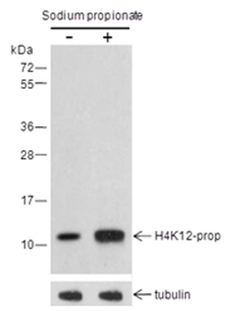 Propionyl-Histone H4 (Lys12) Rabbit Polyclonal Antibody