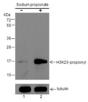 Propionyl-Histone H3 (Lys23) Rabbit Polyclonal Antibody