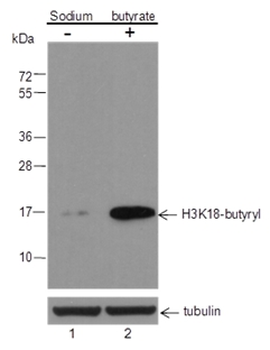 Butyryl-Histone H3 (Lys18) Rabbit Polyclonal Antibody