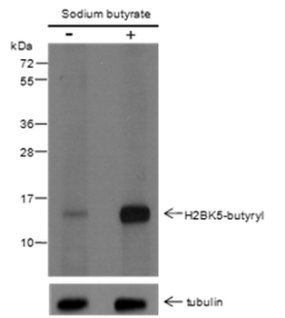 Butyryl-Histone H2B (Lys5) Rabbit Polyclonal Antibody