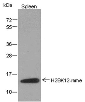 Mono-Methyl-Histone H2B (Lys12) Rabbit Polyclonal Antibody