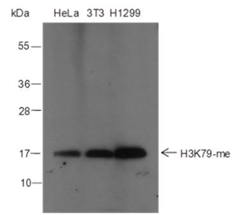 Mono-Methyl-Histone H3 (Lys79) Rabbit Polyclonal Antibody