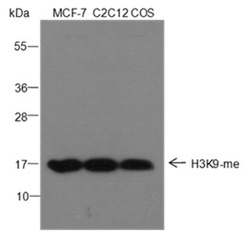 Mono-Methyl-Histone H3 (Lys9) Mouse Monoclonal Antibody