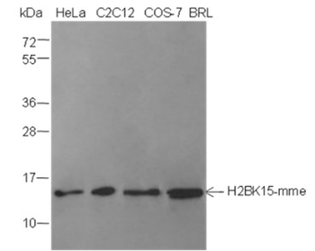 Mono-Methyl-Histone H2B (Lys15) Mouse Monoclonal Antibody