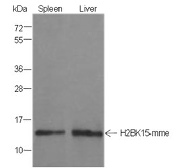 Mono-Methyl-Histone H2B (Lys15) Mouse Monoclonal Antibody