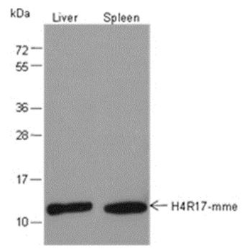 Mono-Methyl-Histone H4 (Arg17) Rabbit Polyclonal Antibody