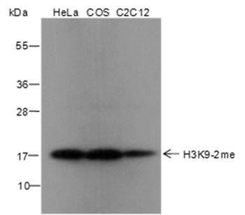 Di-Methyl-Histone H3 (Lys9) Rabbit Polyclonal Antibody