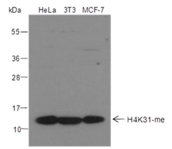 Mono-Methyl-Histone H4 (Lys31) Rabbit Polyclonal Antibody