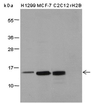 Mono-Methyl-Histone H2B (Lys5) Rabbit Polyclonal Antibody