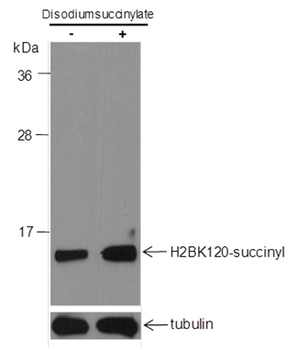 Succinyl-Histone H2B (Lys120) Rabbit Polyclonal Antibody