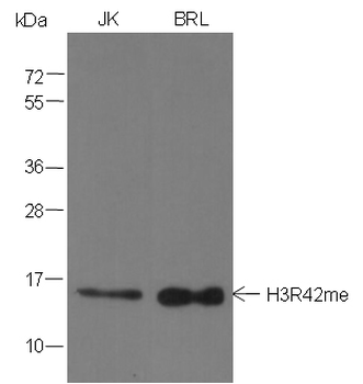 Mono-Methyl-Histone H3 (Arg42) Rabbit Polyclonal Antibody