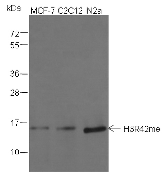 Mono-Methyl-Histone H3 (Arg42) Rabbit Polyclonal Antibody