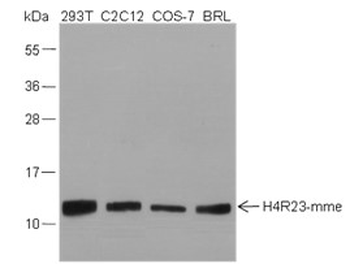 Mono-Methyl-Histone H4 (Arg23) Rabbit Polyclonal Antibody