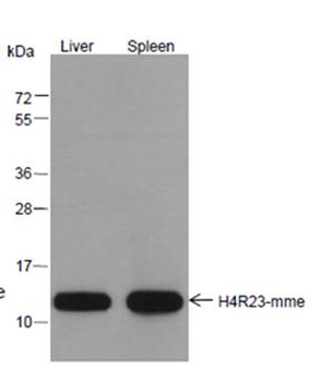 Mono-Methyl-Histone H4 (Arg23) Rabbit Polyclonal Antibody