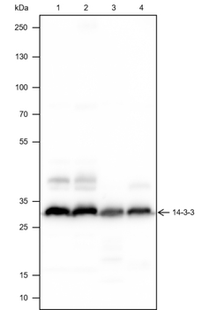 14-3-3 Recombinant Mouse Monoclonal Antibody