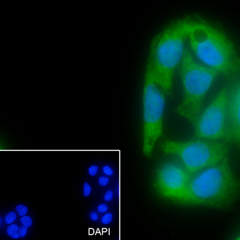 14-3-3 Recombinant Mouse Monoclonal Antibody
