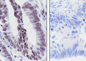 Histone H3 (Tri Methyl K36) Recombinant Rabbit Monoclonal Antibody