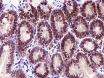 RPA2 Recombinant Rabbit Monoclonal Antibody