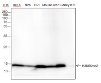 Di-Methyl-Histone H3 (Lys56) Recombinant Rabbit Monoclonal Antibody