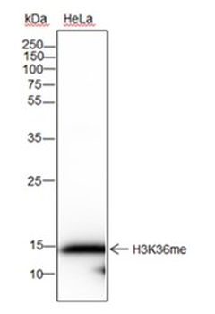 Mono-Methyl-Histone H3 (Lys36) Recombinant Rabbit Monoclonal Antibody