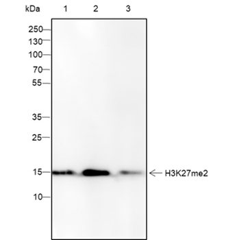 Di-Methyl-Histone H3 (Lys27) Recombinant Mouse Monoclonal Antibody
