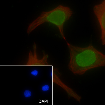 Mono/Di-Methyl-Histone H3 (Lys79) Recombinant Rabbit Monoclonal Antibody