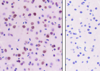 Mono/Di-Methyl-Histone H3 (Lys79) Recombinant Rabbit Monoclonal Antibody