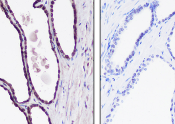 Mono-Methyl-Histone H4 (Lys12) Recombinant Rabbit Monoclonal Antibody
