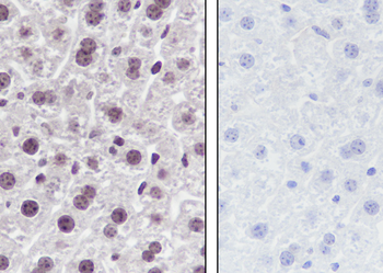Mono-Methyl-Histone H4 (Lys12) Recombinant Rabbit Monoclonal Antibody