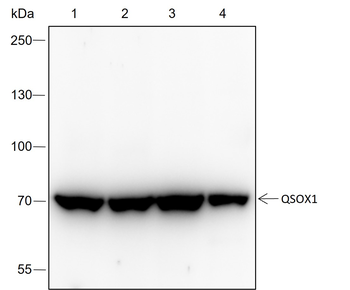 QSOX1 Recombinant Rabbit Monoclonal Antibody