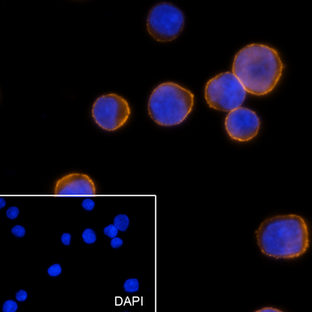 CD38 (PE) Recombinant Mouse Monoclonal Antibody