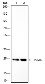 PCMT1 Recombinant Mouse Monoclonal Antibody