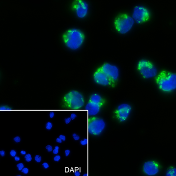 CXCR7 Recombinant Mouse Monoclonal Antibody