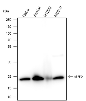 ATP5O Recombinant Mouse Monoclonal Antibody