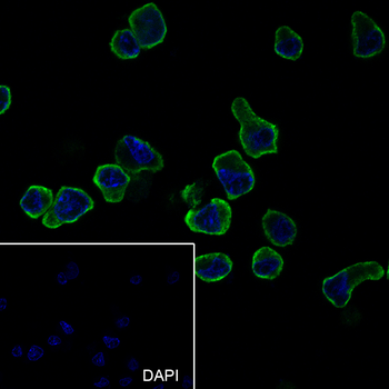 CD62L Recombinant Rabbit Monoclonal Antibody
