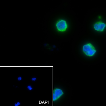 CD62L Recombinant Rabbit Monoclonal Antibody