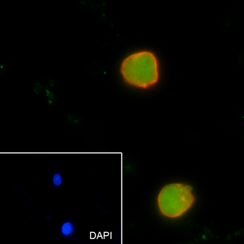 KDM4B Recombinant Rabbit Monoclonal Antibody