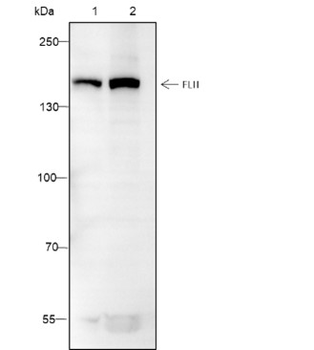 FLII Recombinant Mouse Monoclonal Antibody