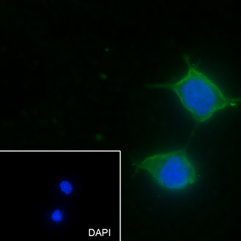 FLII Recombinant Mouse Monoclonal Antibody
