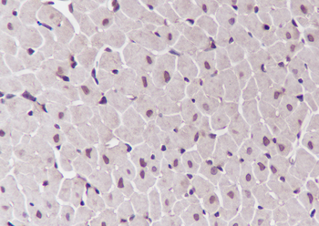 FLII Recombinant Mouse Monoclonal Antibody