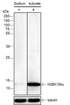 Butyryl-Histone H2B (Lys15) Rabbit Polyclonal Antibody