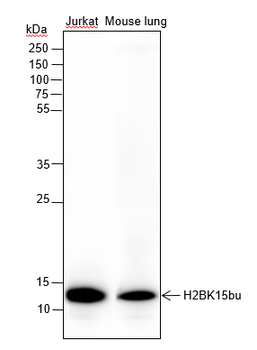 Butyryl-Histone H2B (Lys15) Rabbit Polyclonal Antibody
