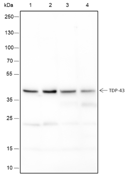 TDP-43 Recombinant Mouse Monoclonal Antibody